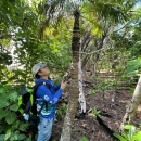 Joshua Artuz, Kupu CLDP member, tags and assessment Fadang (Cycas micronesica) health