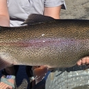 One of the larger Rainbow trout removed from the display raceway