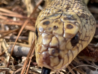 Mr. Snake, a Louisiana pinesnake that helps the U.S. Forest Service with education and outreach, lying in pine straw July 11, 2022.