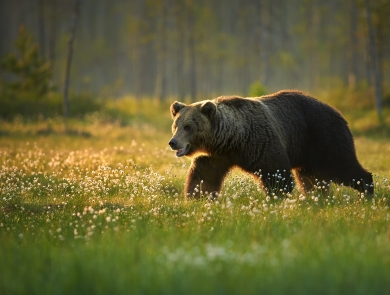 Grizzly bear walking through a field