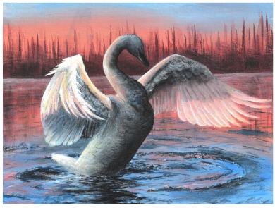 Painting of white trumpeter swan flying out of the water. The swan’s wings are extended, and its head curved down. The background features a forest on the horizon with the pink, red, and orange hues of a sunset behind it.