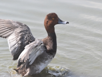 male redhead duck with wings spread