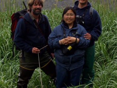 Three researchers stand in some vegetation near a beach where there is large collection of pacific walrus beached. 