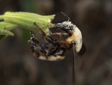A bumble bee covered in pollen sitting at a Spalding's catchfly flower