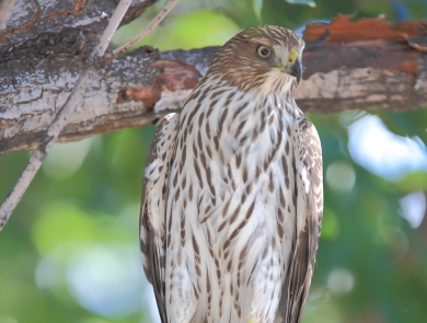 A large tan and white raptor perches on a tree branch.