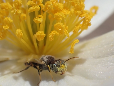 A Mojave poppy bee standing on white petal of a prickly poppy plant