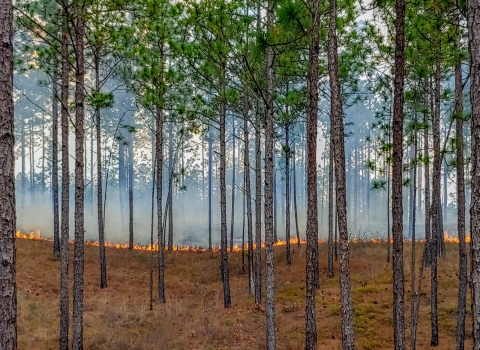 Prescribed burn in a pine forest