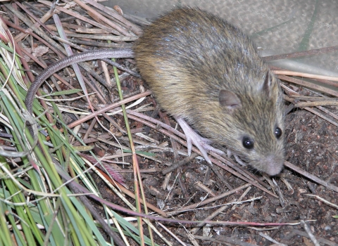 A small rodent in the grass