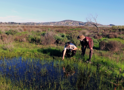 Two park rangers near crouching over vernal pool. One points at something in the water. 