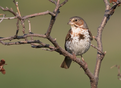 bird with gray head, white and brown breast sits on a tree branch