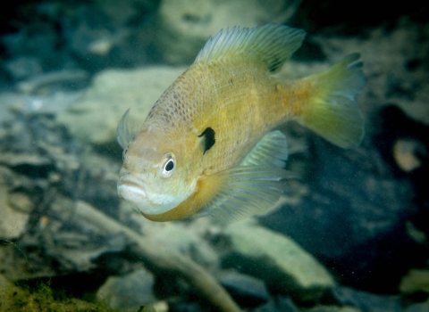 A close look at a bluegill sunfish with iridescent blue and purple area on the cheek and gill cover. 