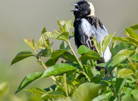 A bobolink bird sits in a shrub, its beak is open as it sings.