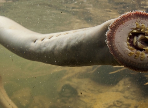 A Pacific lamprey suctioned onto a clear surface with a view of its teeth and the inside of its mouth.