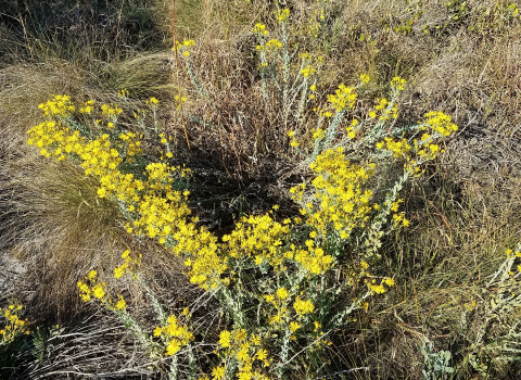 Image is a picture of Florida golden aster...