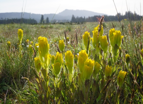 Yellow flowers of golden paintbrush with a field and mountain beyond