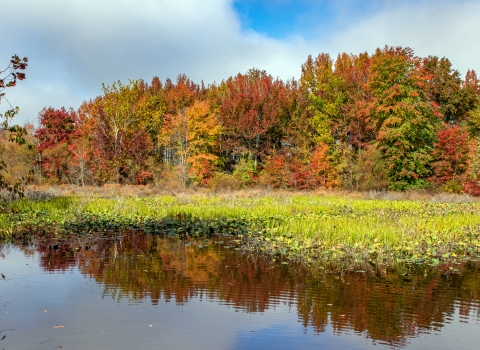 A photo of a wetland with colorful trees in the background.