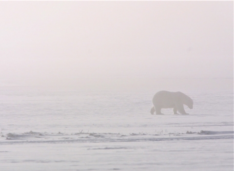 A polar bear walks through ice fog across the winter landscape.