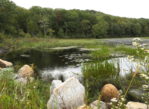 A pond reflects sunlight on the water. Wild grass, lily pads, and wildflowers surround the pond. Tall trees grow on the land in the distance across the pond. 