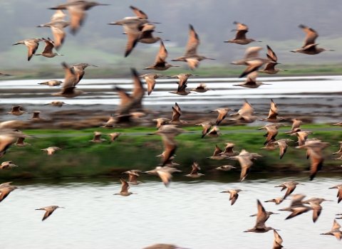 Photo of marbled godwits at the Humboldt Bay National Wildlife Refuge.