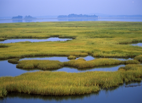 Calm wetland.
