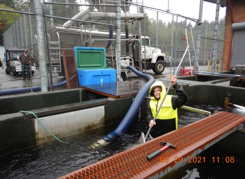 Jane Lemieux crowding juvenile steelhead to a fish transfer pump hose.