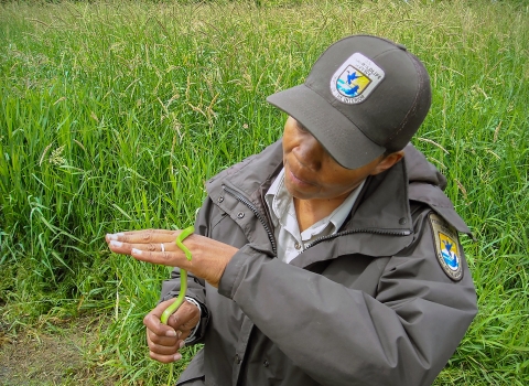 A USFWS biologist handles a small green snake with tall green grass in the background