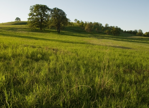Looking across a prairie toward oak trees on a sunny day at William L. Finley National Wildlife Refuge