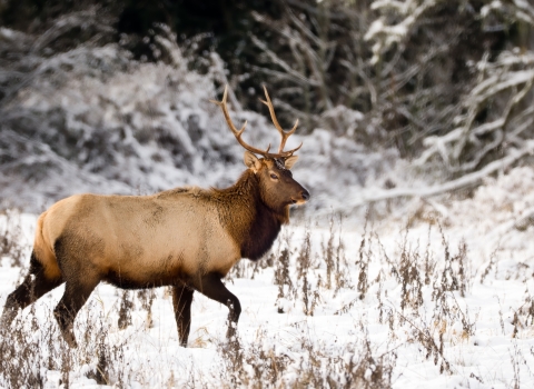 A stately Roosevelt elk in the snow