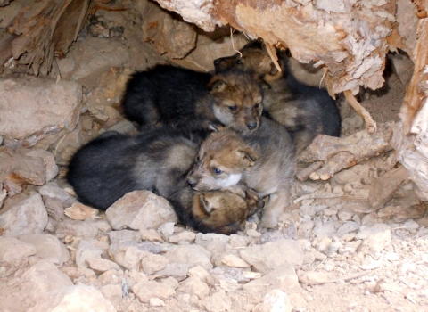 A litter of Mexican wolf pups inside a den