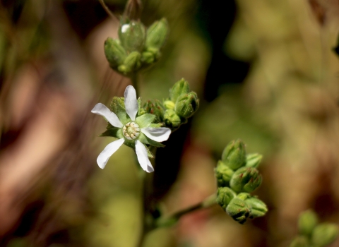 closeup of green plant with white flowers