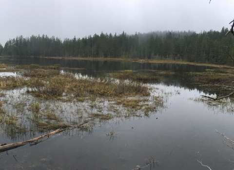 a panoramic photo of a pond ringed by spruce and fir trees