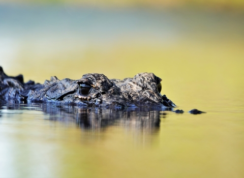 An alligator swims at Okefenokee Swamp