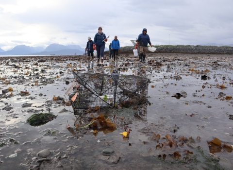 Five early detection monitors walk toward folding crab trap in Homer, AK tidal flat.