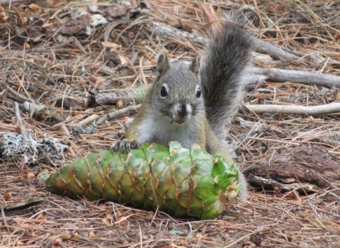 A squirrel with a pine cone