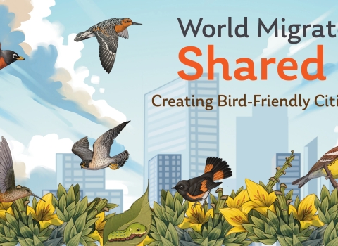 Artwork for World Migratory Bird Day showing a city in the background with eight different birds in the foreground