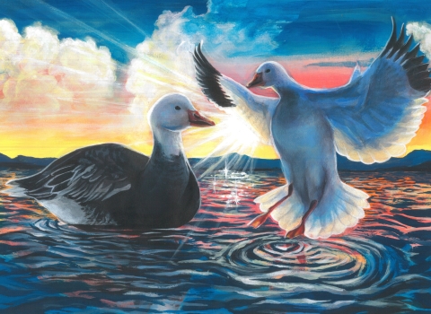 Snow geese on the water