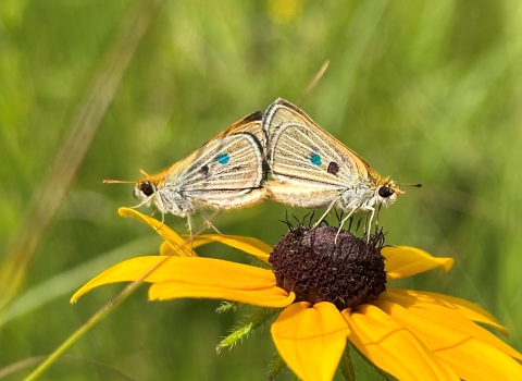 two small butterflies mating (standing back to back with wings touching) on a yellow flower with a black center (black eyed susan)