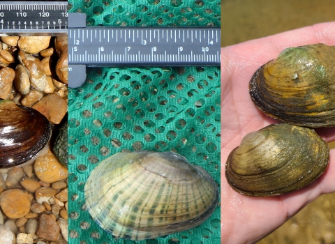 Three photos spliced into one that shows three different freshwater mussels species.