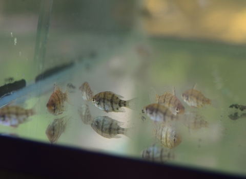 Small striped fish in a tank 