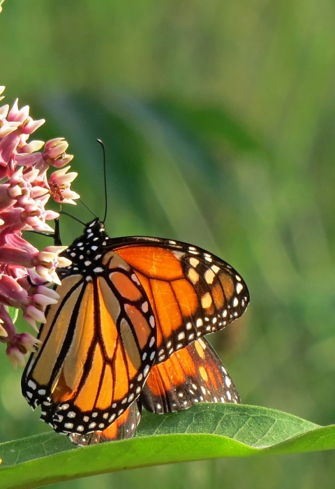 A monarch butterfly delicately balances on the flowers of a milkweed plant, drinking in the nectar. 