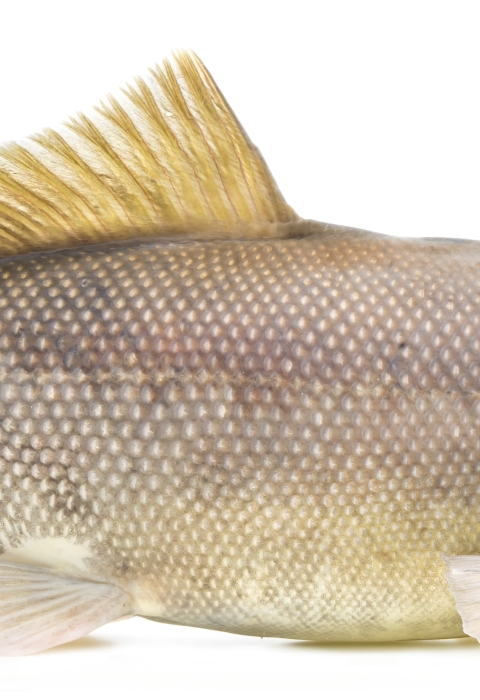 Image of an endangered razorback sucker