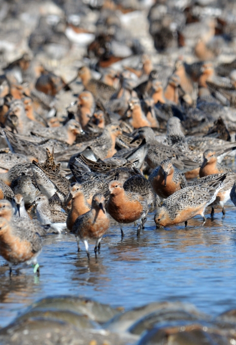 Red-breasted migratory birds called red knots crowd the water's edge to feed on the eggs of horseshoe crabs in spring in Mispillion Harbor in Delaware.