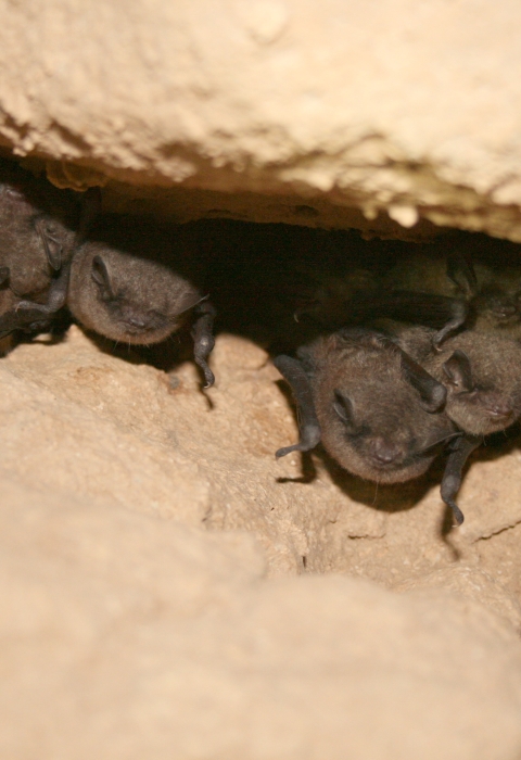 Bats in cave