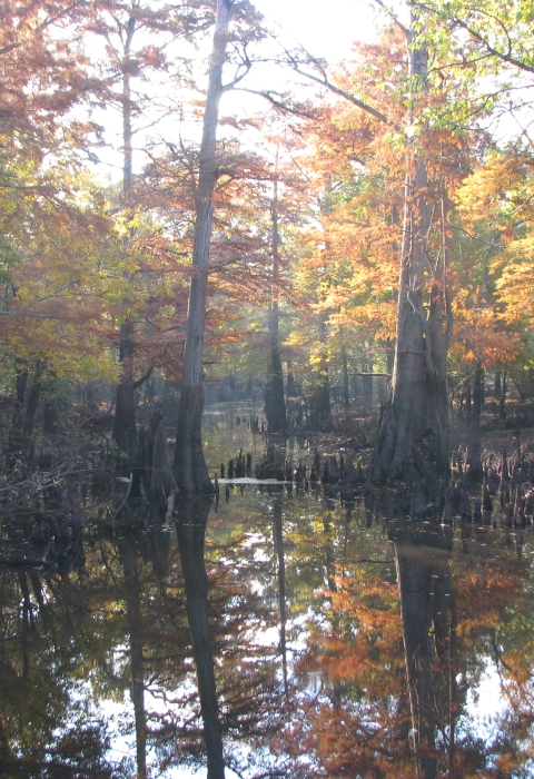 Fall scene near waters edge with cypress trees