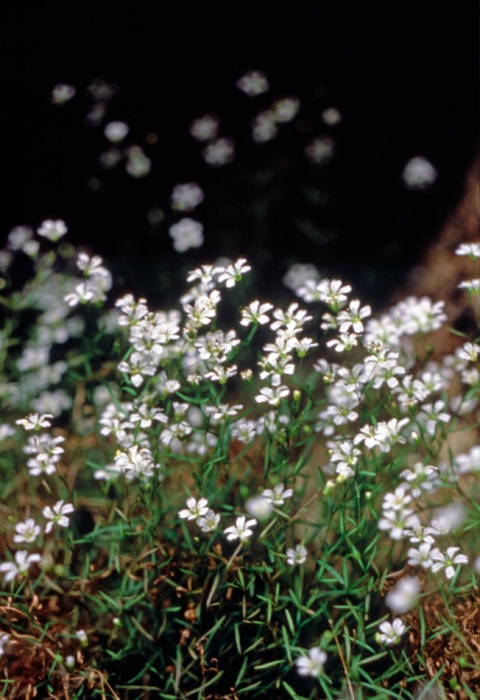 A white flowering plant.