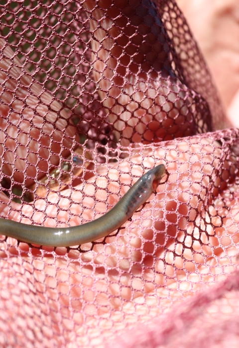 hand with pink net and juvenile lamprey