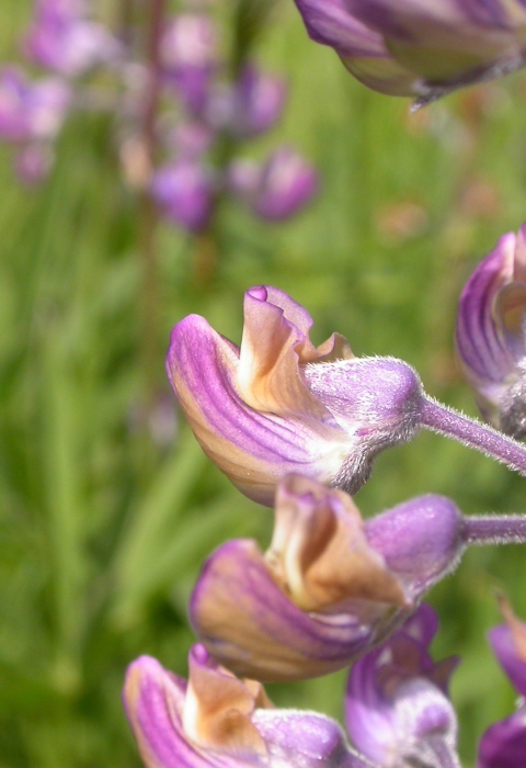 Close up of a purple kincaid's lupine flower