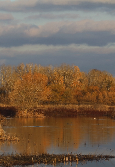 A flooded wetland with trees in the background.