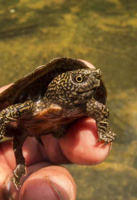 Baby flattened musk turtle being held. Its the size of the persons thumb.