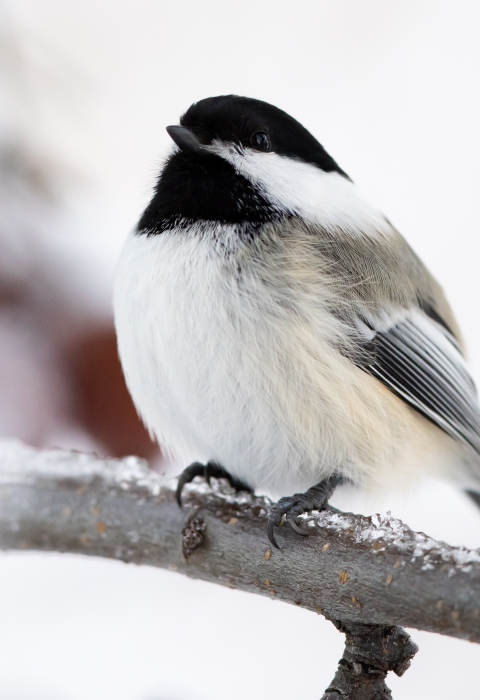 a black and white chickadee perched on a snowy branch